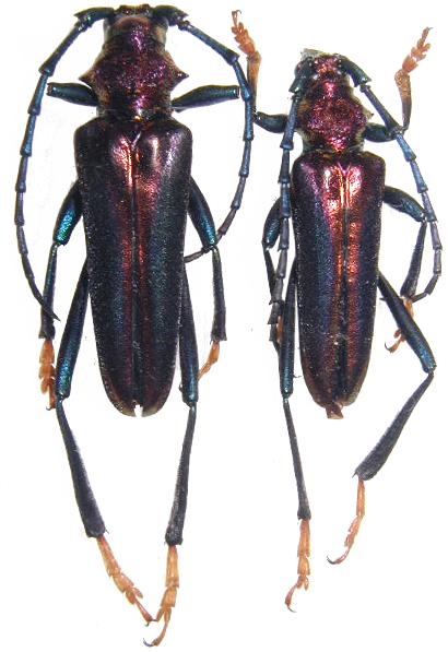 Aphrodisium (Aphrodisium) panayarum