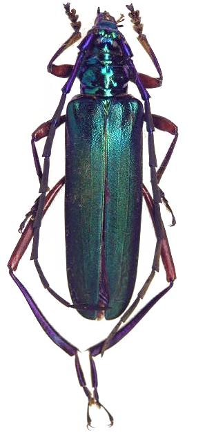 Aphrodisium (Aphrodisium) sauteri