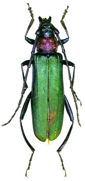 Aromia moschata orientalis