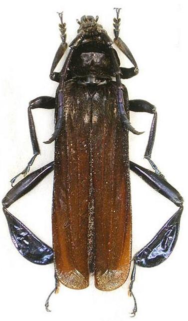 Bradycnemis velutina