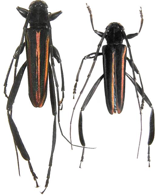 Callichroma auricomum