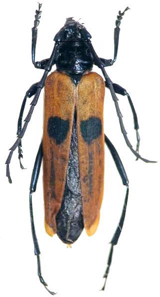 Cataphrodisium rubripenne