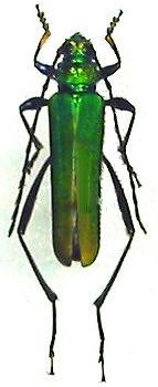 Chelidonium quadricolle