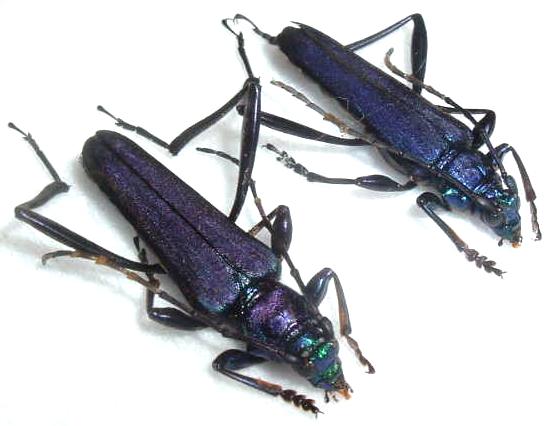 Schwarzerium viridicyaneum