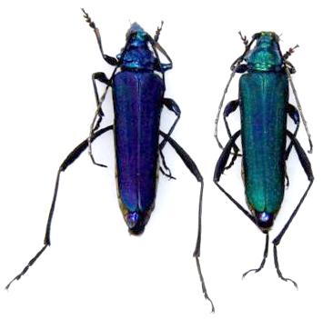 Schwarzerium viridicyaneum