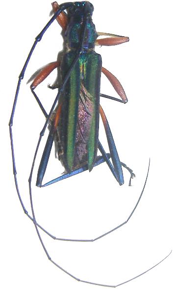 Chloridolum (Chloridolum) accensum