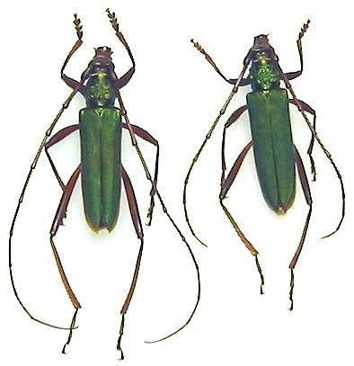 Chloridolum (Chloridolum) japonicum