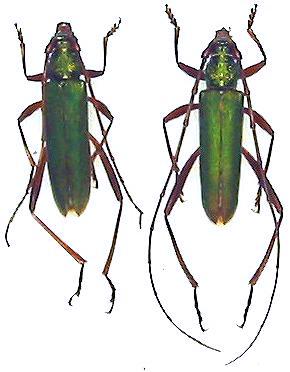 Chloridolum (Chloridolum) japonicum