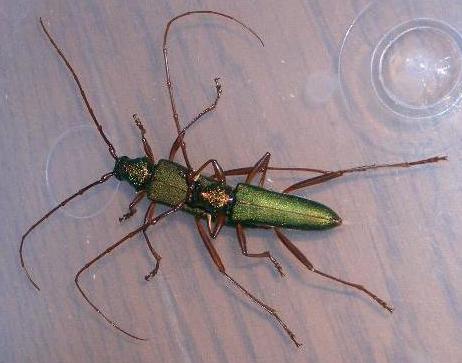 Chloridolum (Chloridolum) japonicum