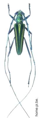 Chloridolum (Chloridolum) klaesi