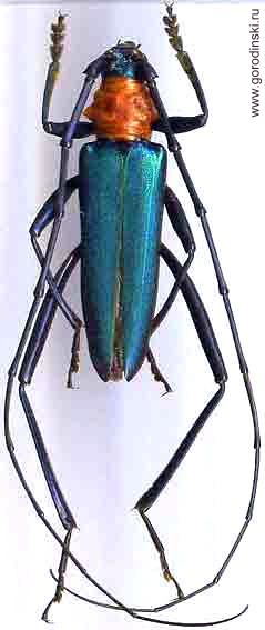 Chloridolum (Chloridolum) sieversi