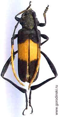 Embrikstrandia davidis