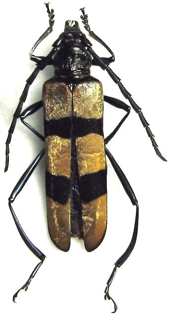 Huedepohliana costanzae