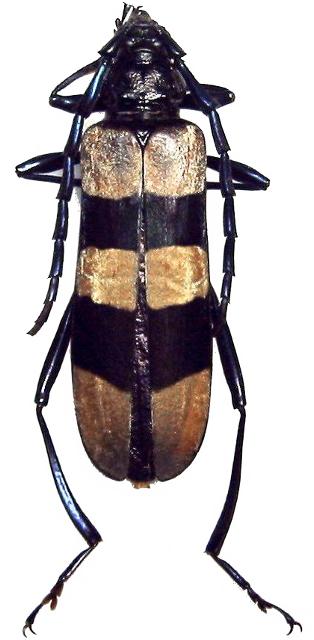 Huedepohliana costanzae