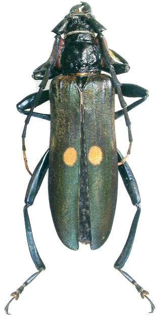 Huedepohliana menzelii