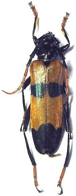 Huedepohliana suspecta