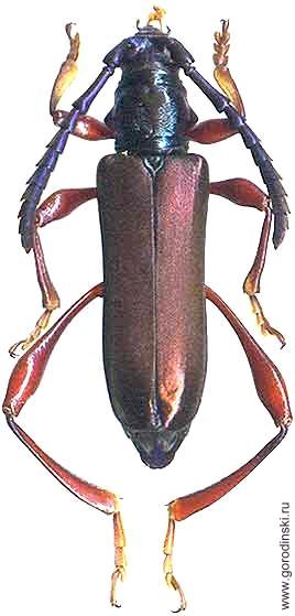 Ipothalia cambodgensis