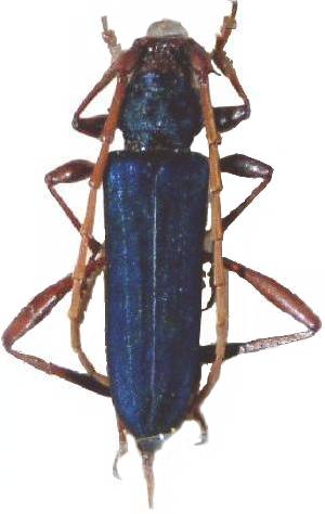 Jonthodina sculptilis