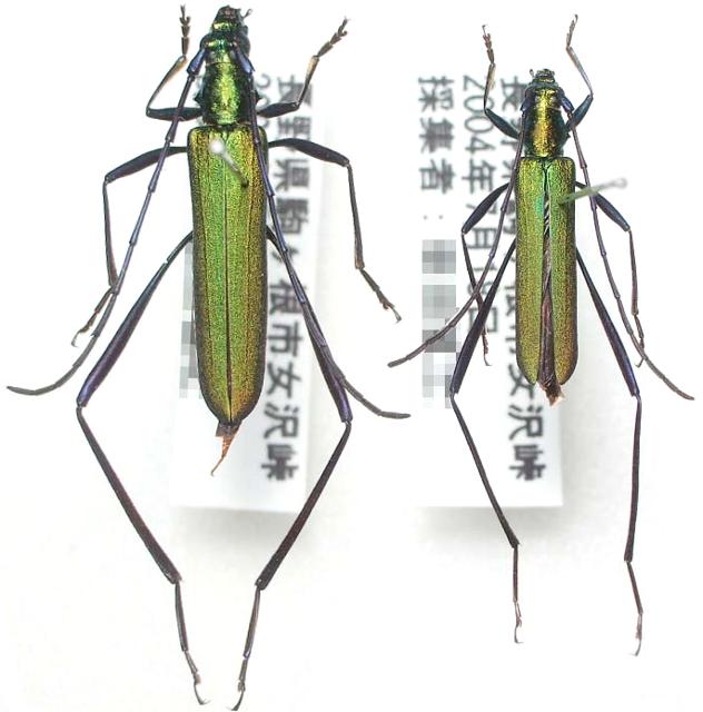 Chloridolum (Leontium) viride