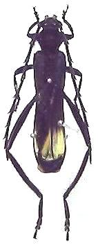 Scalenus (Scalenus) fasciatipennis