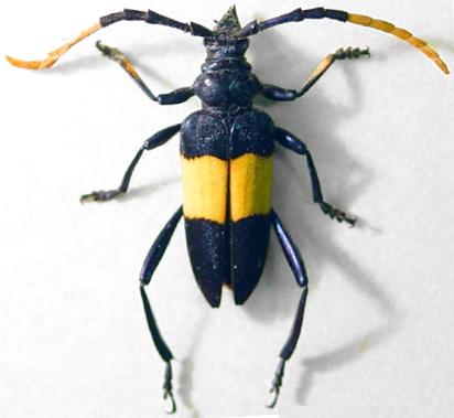 Pachyteria dimidiata