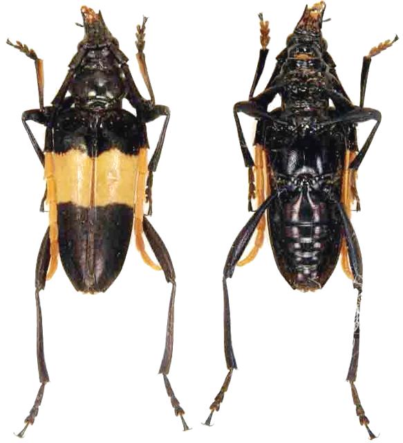 Pachyteria dimidiata
