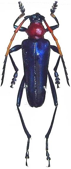 Pachyteria kurosawai