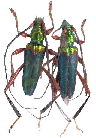 Philematium festivum