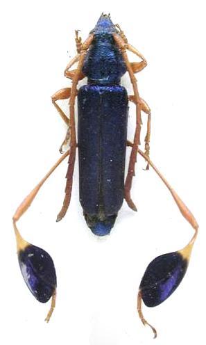 Phyllocnema (Mecometacnema) fairmairei