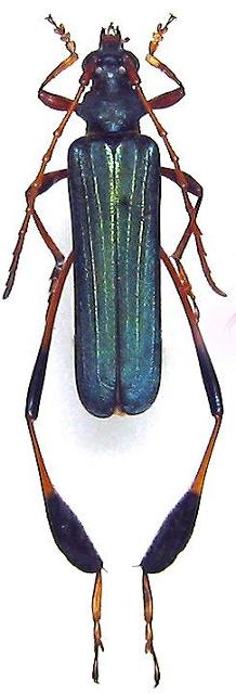 Phyllocnema (Phyllometala) gueinzi