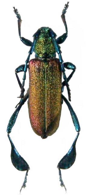 Phyllocnema (Phytometalla) latipes