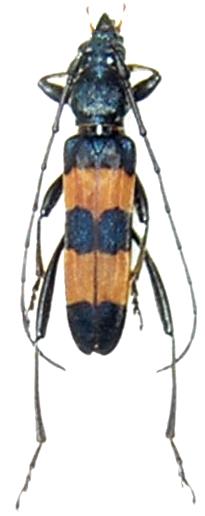 Polyzonus (Polyzonoides) siamensis