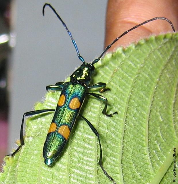 Polyzonus (Polyzonus) tetraspilotus