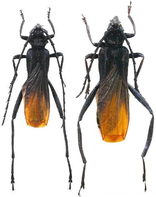 Scalenus (Scalenus) hemipterus