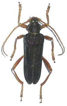 Schmidtiana legrandi