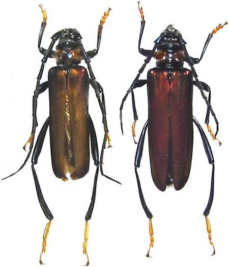 Aphrodisium (Aphrodisium) faldermanni insularis