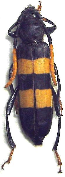 Zonopterus flavitarsis