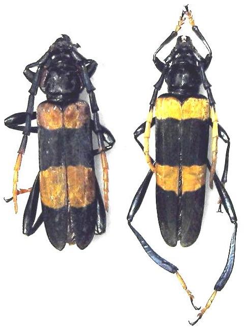 Zonopterus pulcher