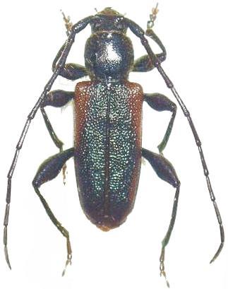 Callidiellum rufipenne