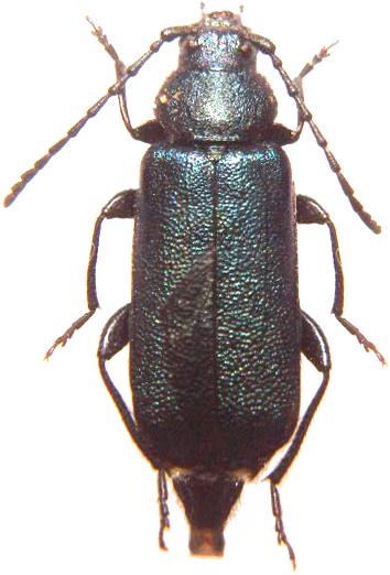 Callidium (Callidium) frigidum