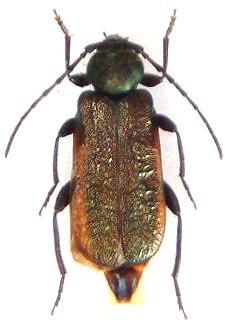 Callidium (Callidostola) aeneum