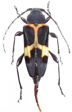 Calydon submetallicum