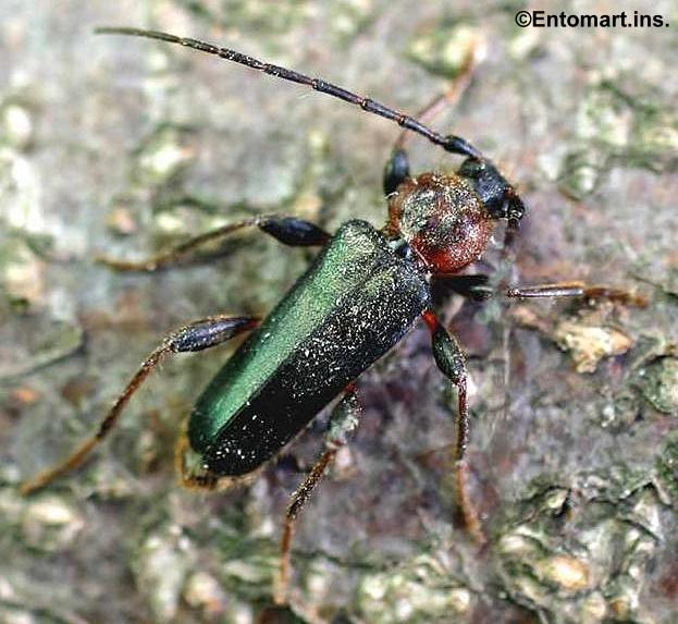 Phymatodes testaceus