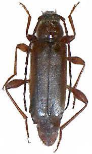 Phymatodes testaceus