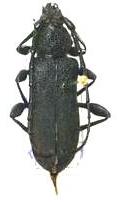 Ropalopus (Ropalopus) clavipes