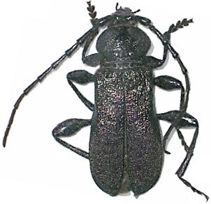 Ropalopus (Ropalopus) insubricus