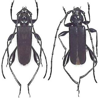 Ropalopus (Prorrhopalopus) signaticollis