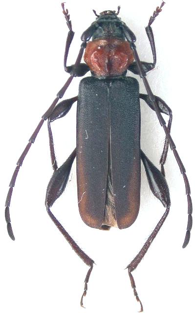 Ropalopus (Prorrhopalopus) speciosus