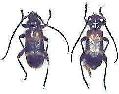 Semanotus bifasciatus