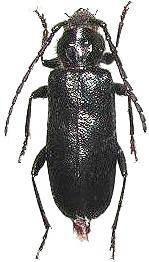 Semanotus japonicus